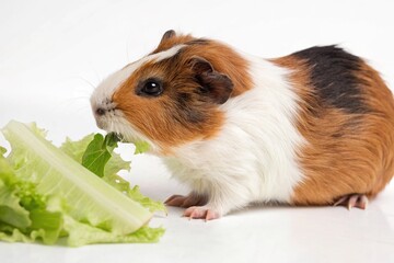 Fototapeta premium guinea pig in the garden
