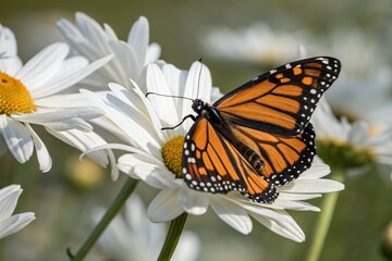 Fototapeta premium butterfly on flower