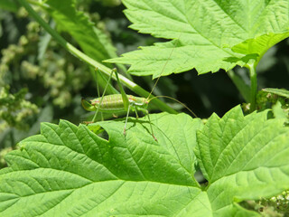 Green bush cricket rests on a bright green leaf, blending seamlessly with the surrounding foliage. Its natural habitat includes fens, marshes, tall herb vegetation, mountain meadows, woodland edges.