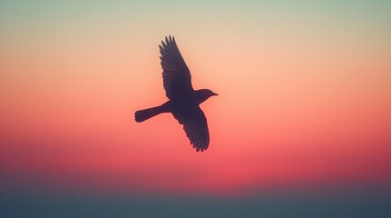 Silhouetted bird soaring through sunrise