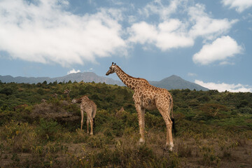Giraffes grazing in arusha national park with mount meru in the background during a walking safari
