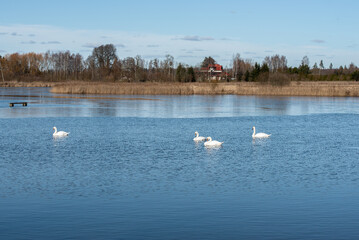 Four swans gracefully swimming on a calm blue lake with a rural landscape and a red-roofed house in the background.