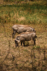 Two warthogs are grazing in the dry grass of arusha national park, tanzania