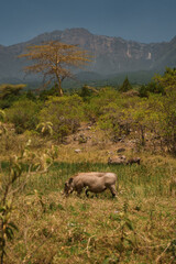 Obraz premium Warthogs grazing in arusha national park with mount meru in background