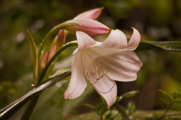 Pink flowers of Amaryllis belladonna 15855