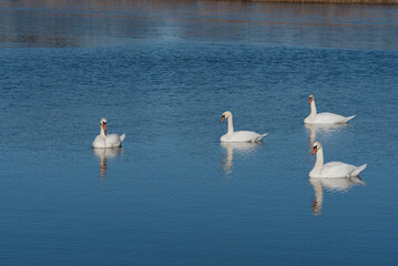 Four white swans swim on a calm blue lake, reflecting on the water, creating a peaceful and serene...