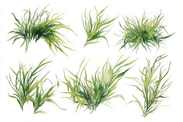 Fototapeta premium Watercolor Green Grass Blades Set Nature Botanical Illustration Lush Foliage Spring Summer Garden Design Element Fresh Greenery Plants Artwork Hand 