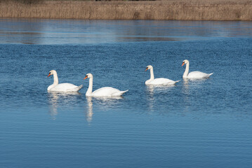 Four white swans swim on a calm blue lake, reflecting on the water, creating a peaceful and serene natural scene.