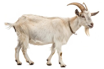 Fototapeta premium bergeri goat isolated on white background