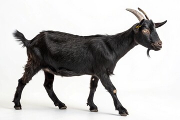 black bengal goat isolated on white background