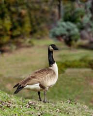 canada goose branta canadensis image 2