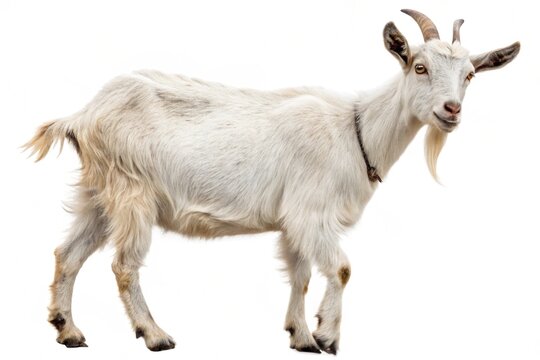 surti goat isolated on white background