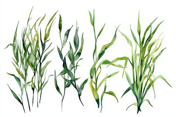 Fototapeta premium Watercolor Green Leaves Botanical Illustration Nature Greenery Plants Spring Summer Fresh Elegant Design Element Floral Artistic Hand Painted Artwork 