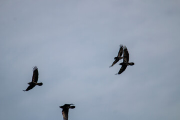 Group of raven birds flying up in the sky. Freeze scene. Northern raven. Black birds. Corvus corax.
