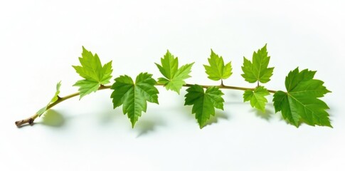 Small grapevine branch with vibrant green leaves against pure white, white, stock