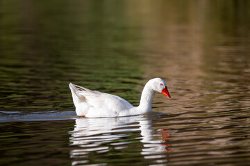 Naklejka premium A domestic goose is swimming in the lake waters. Water birds Spring time.