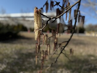Close-up of flowering male catkins on a branch of European aspen. Populus tremula yellow pink red...