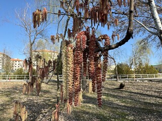 Close-up of flowering male catkins on a branch of European aspen. Populus tremula yellow pink red...