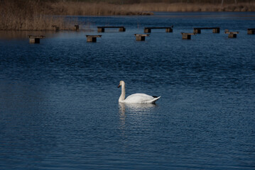 A lone white swan swims on a calm blue lake, with a wooden pier, reeds, trees, and a rural village in the background under a partly cloudy sky.