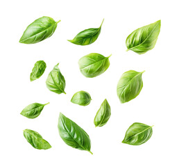 Fresh basil leaves in air isolated on white background.