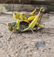 grasshopper on the ground