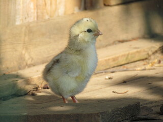 Obraz premium Poussin jaune