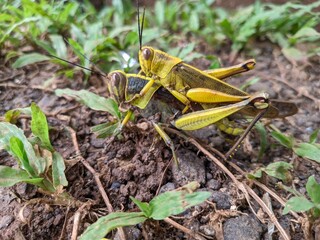 grasshopper on the grass