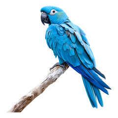 Obraz premium Blue parrot isolated on transparent background