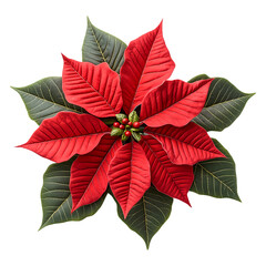 Christmas Poinsettia flower isolated on transparent background
