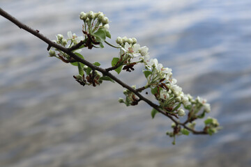 A long branch with white wild pear flowers over calm water.