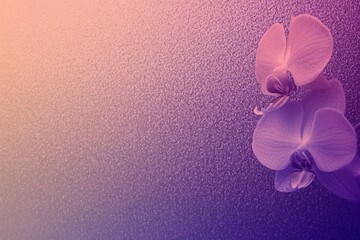 Pale blue purple pink coral abstract background. Gradient. Orchid color. Matte. Shimmer. Elegant background with space for design.