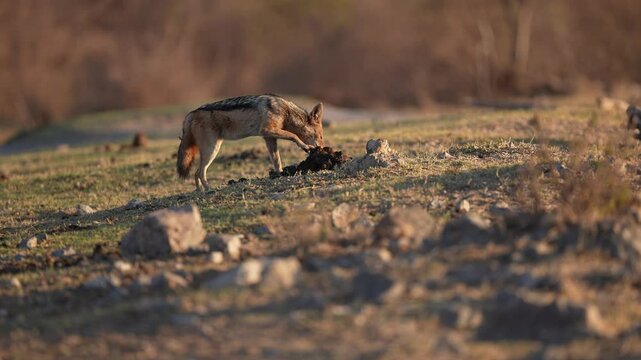 The black-backed jackal (Lupulella mesomelas), is a canine native to eastern and southern Africa. This one is digging through Elephant dung looking for insects. Slow motion, 25 percent natural speed.