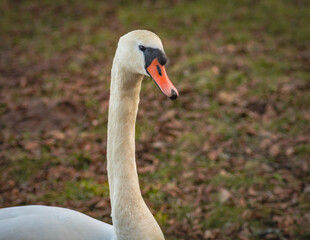 Obraz premium White swan by the lake close-up. Large waterbird Cygnus gracefully in Latvia 