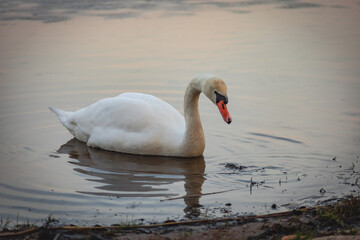 Naklejka premium A lonely white swan swimming on the lake close-up. Large wild bird Cygnus gracefully swimming in cold spring weather time