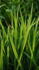 Fototapeta premium Close-up of lush green Canadian grass, dew-kissed blades, flora, close-up, grass texture