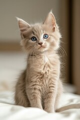 Obraz premium A cute tabby kitten is resting on a white plaid surface in a home environment, embodying the concept of a newborn kitten, baby cat, and kid animal, highlighting domestic animals as home pets,