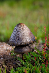 Two stacked mushrooms growing in a natural habitat with textured caps.