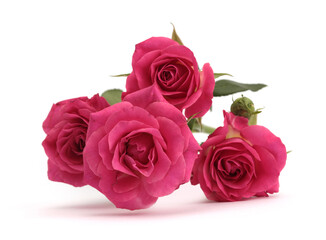 Close-up pink color Rose flower bud bouquet with light shadow on white. Natural background.