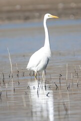 Obraz premium great white heron