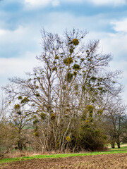 Viele Misteln auf einem Baum im Frühjahr