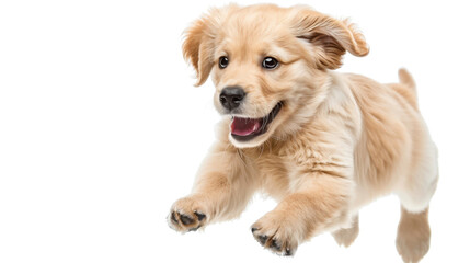 Golden retriever puppy running with transparent background