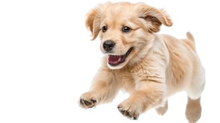Golden retriever puppy running with transparent background