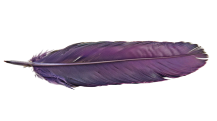Purple feather isolated on white background
