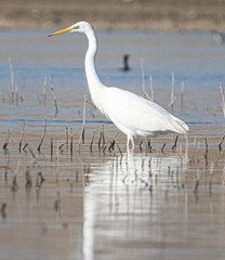 great blue heron ardea cinerea