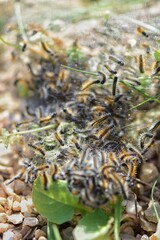 Mass of Hairy Caterpillars on Ground