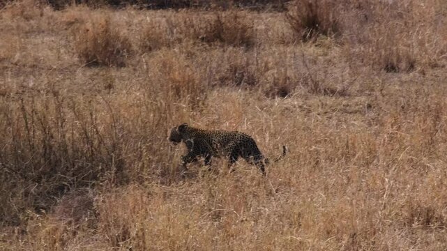 Baby leopard walking in the tall dried grass