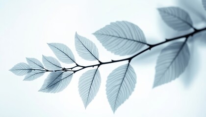 X-ray photo of leaves on white branch. Scientific, medical theme. Delicate veins detail, transparent texture. Abstract leaf art for design, biology, botany projects. Monochrome elegance. Foliage,