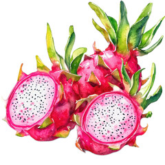 Watercolor painting of dragon fruit, pitaya, whole fruit, and half of fruit with vibrant, fresh, healthy, organic, and juicy concept which isolated on transparency background