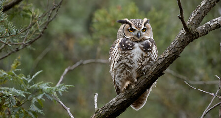 Obraz premium great horned owl perched on branch