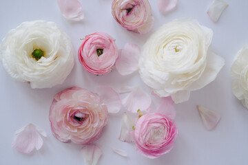 Fototapeta premium Pink and white ranunculus and rose flowers and petals on white background. Flat lay, top view. 